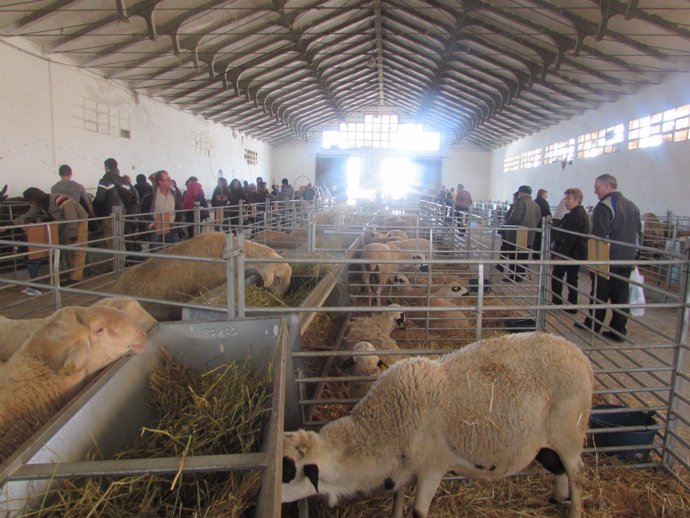 Un año más se celebrará el tradicional concurso ovino. 