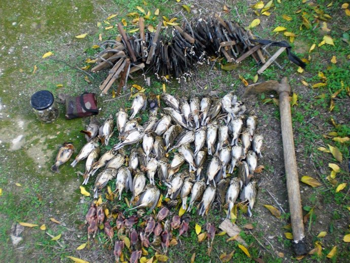 Campaña contra la caza de aves con medios prohibidos