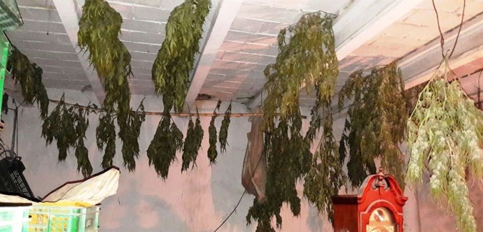 Plantas de marihuana decomisadas en Cadreita