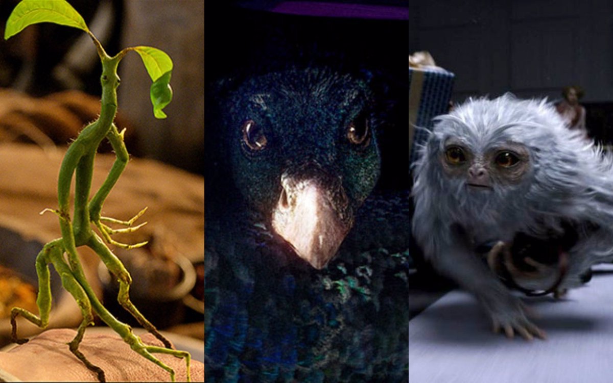 Polémico Laboratorio Pedagogía Así son las 9 criaturas más geniales de Animales fantásticos y dónde  encontrarlos