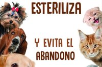 Este lunes comienza la campaña de esterilización subvencionada de perros y gatos en Cartagena 
