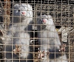 Visones En Una Jaula