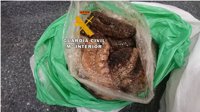 Intervenidos siete kilos de pepinos de mar en el aeropuerto de Málaga