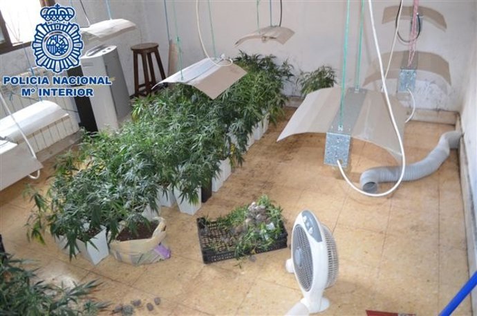 Laboratoria desmantelado de marihuana