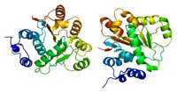 Descubierto un nuevo mecanismo alterado en cáncer de páncreas y usado por los virus