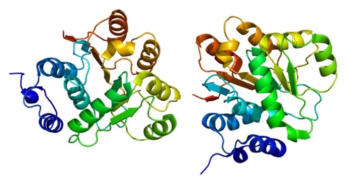 Proteína DDX6