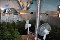 Desmantelan un invernadero-laboratorio de marihuana en una vivienda de Málaga