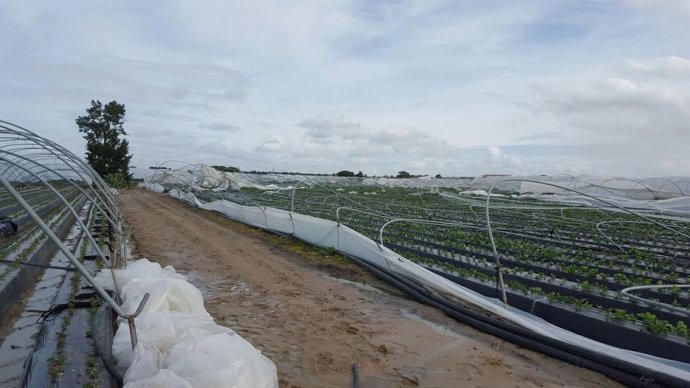 Un tornado daña la estructura de 40 hectáreas en Palos de la Frontera (Huelva).