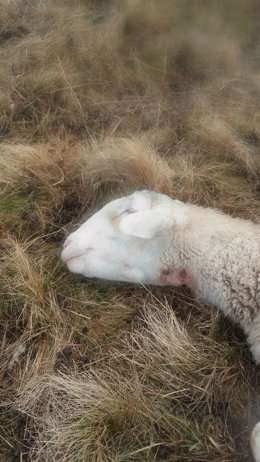 Oveja muerta por ataque de lobo