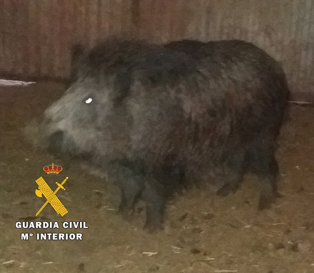 Jabalí intervenido