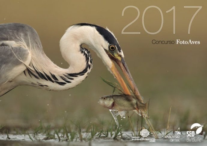 Sin rencor, fotografía ganadora del concurso Fotoaves 2016, de Sebastián Molano