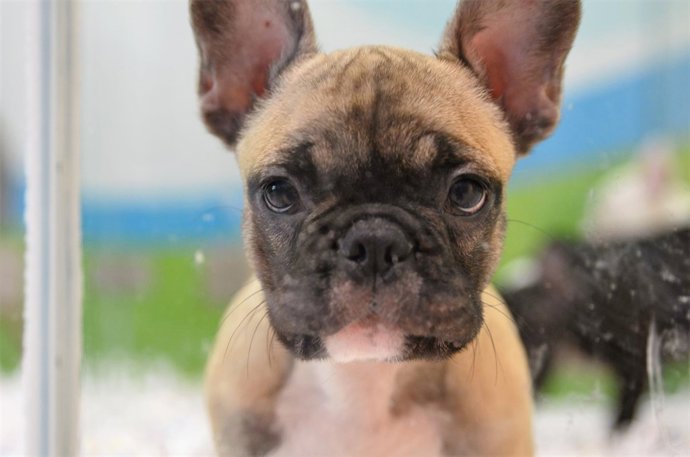 Animal, animales, perro, perros, cachorro, cachorros, perra, perras