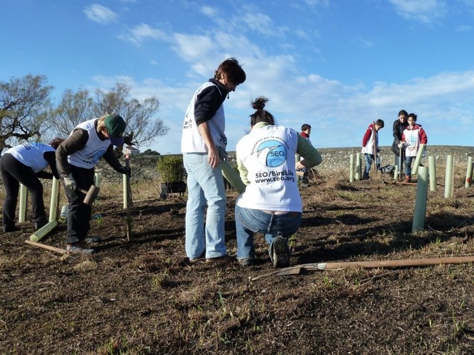 Plantación en Cabo Menor