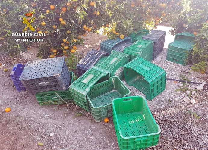 Guardia Civil esclarece la sustracción de seis toneladas de fruta