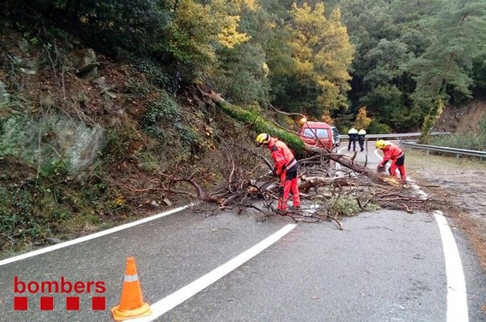 Actuaciones de los Bomberos ante la caída de un árbol