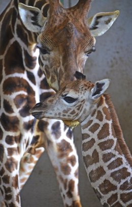 Nace una jirafa en el Bioparc