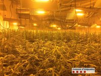 Siete detenidos por cultivar 3.600 plantas de marihuana en dos granjas de Avià
