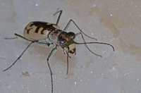 Detectan nueve especies de cicindelas en las estepas salinas de los humedales manchegos