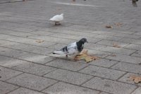 Barcelona inicia trabajos para sustituir la captura de palomas por métodos anticonceptivos