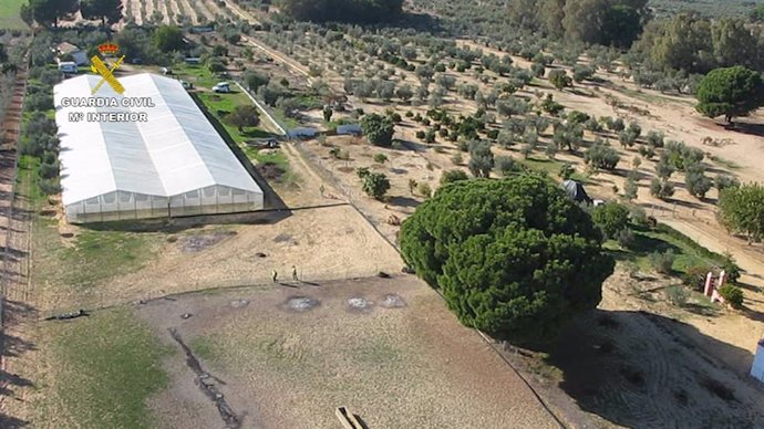 Desmantelado un invernadero de plantas de marihuana en Marchena (Sevilla)