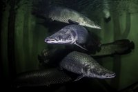 Acuario Fluvial de Zaragoza organiza visitas teatralizadas en el puente de la Constitución