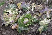 El X Congreso de EHNE-Bizkaia pedirá este domingo que la alimentación se coloque "en el centro de la política agraria"