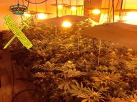 Detenido el dueño de una vivienda de Jimena (Cádiz) con 92 plantas de marihuana