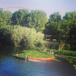Trabajos de recogida del camalote en Mérida, en una imagen de archivo