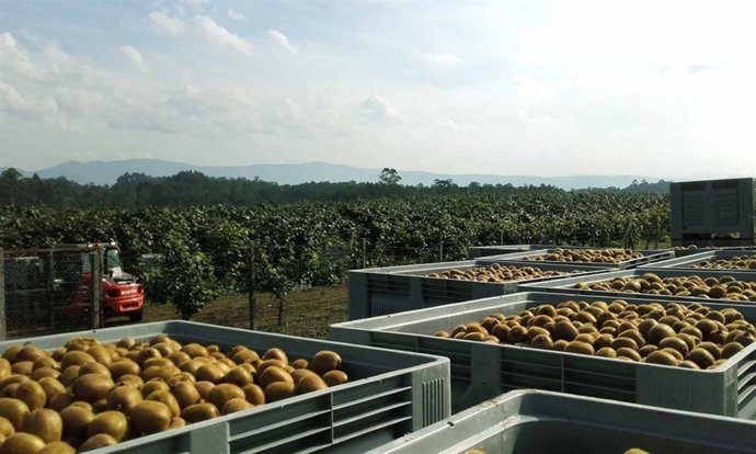 Kiwi Atlántico en plena recolección