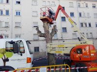 Ecologistas en Acción de La Rioja critica "la poda salvaje" de ciertos árboles de la calle San Francisco de Logroño