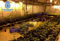 Desmantelada en Gipuzkoa una plantación de marihuana