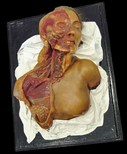 Modelo de cabeza y torax del Museo de Anatomía de la UVA