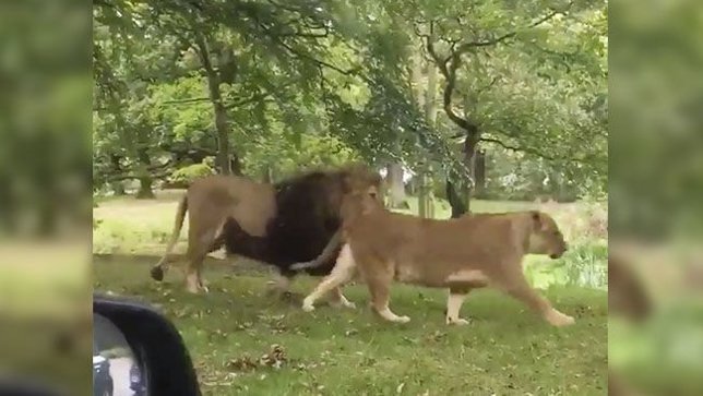El final más inesperado para un vídeo con leones de un safari es este