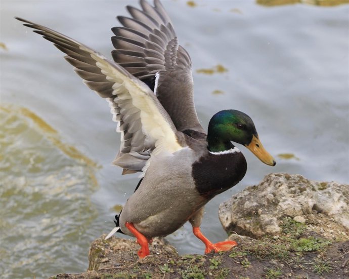 Recurso De Un Pato En El Retiro