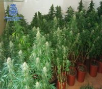 Dos detenidos en Almería por transportar 108 plantas de marihuana en un furgón