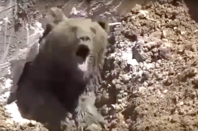 Rescate de un oso