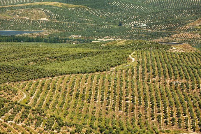 Campos de olivar