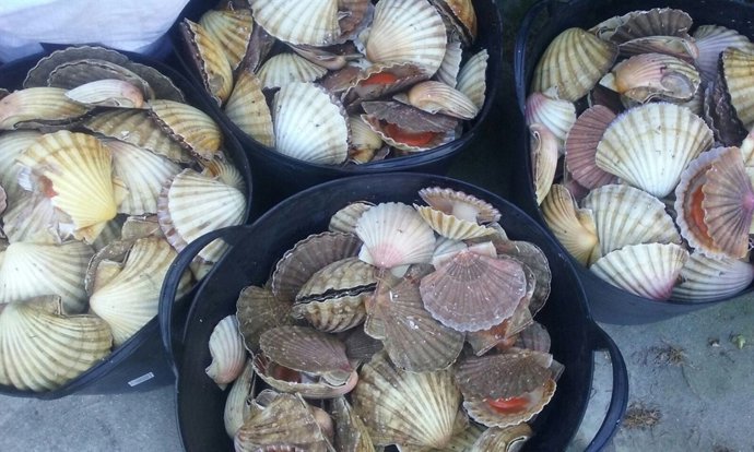 Os Gardacostas E A Garda Civil De Tráfico Comisan 785 Quilos De Vieira Extraída 