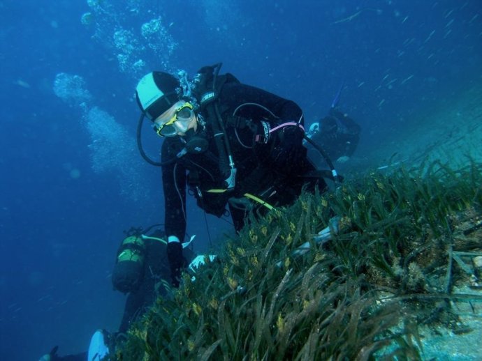 Un voluntario comprueba el estado de la posidonia oceánica
