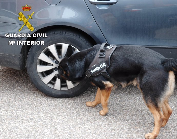 Un perro del servicio cinológico revisa un vehículo
