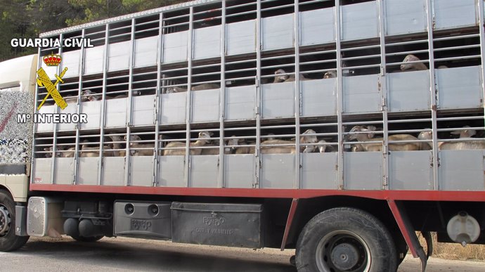 Camión utilizado para el transporte de los corderos.