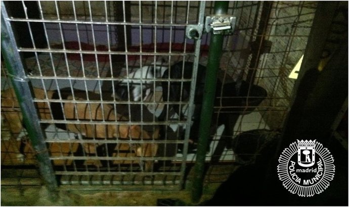 Rescatan a tres perras que vivían en lamentables condiciones en un trastero