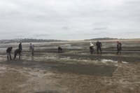 Pesca realiza una nueva repoblación de almejas en la bahía de Santander