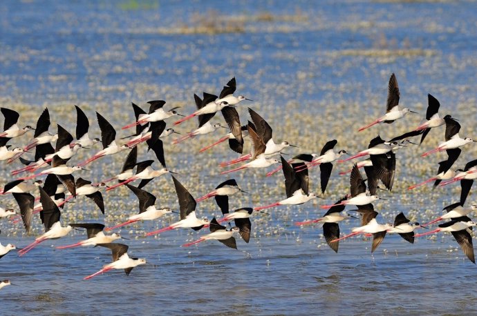 Aves volando en el humedal de Doñana