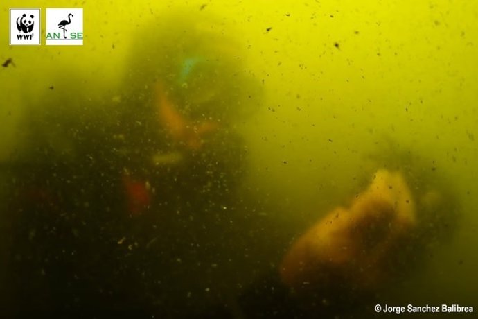 Mar Menor, contaminación, agua turbia
