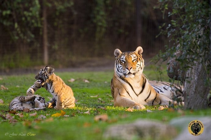 Np Nacen Dos Tigres Y Una Jirafa En Safari Madrid