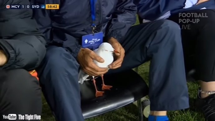Una gaviota se 'lesionó' en un partido de fútbol