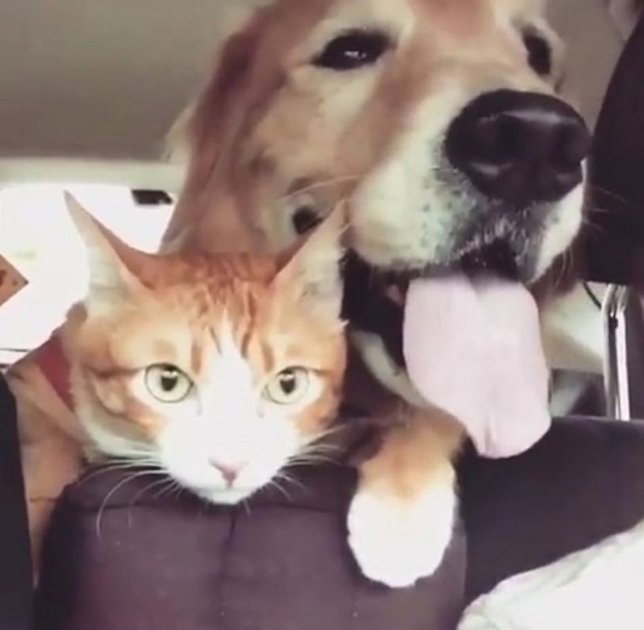 Gato y perro viajan juntos