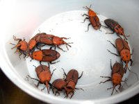 El picudo rojo frena su avance en el Palmeral de Elche, pero la paysndisia aumenta de manera significativa