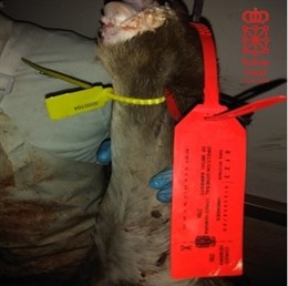 Precinto de corzo en una pata de ciervo